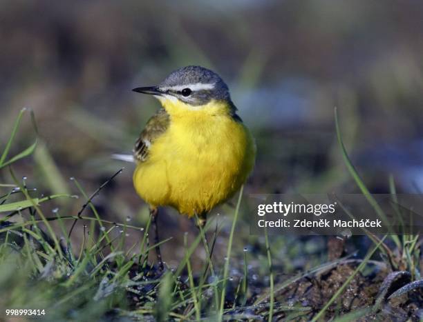 yellow wagtail - wagtail stock pictures, royalty-free photos & images