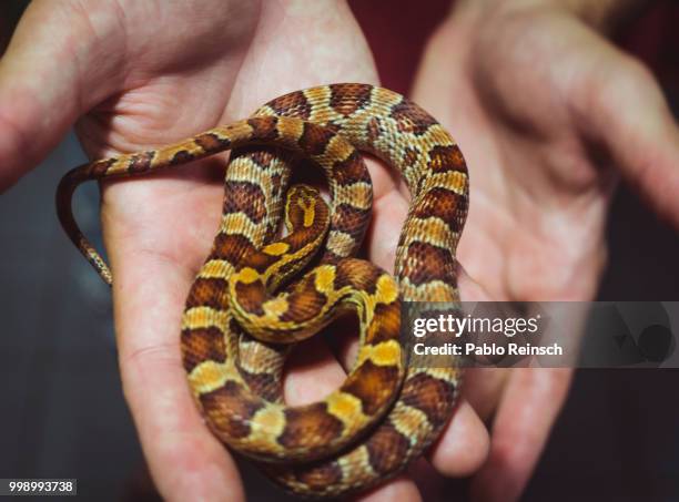 shy snake. - corn snake stockfoto's en -beelden