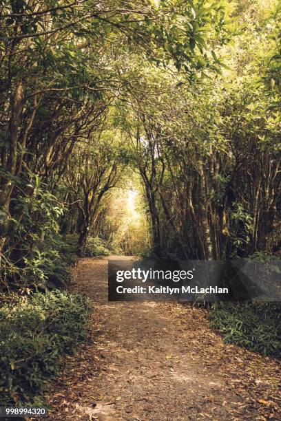 light at the end of the tunnel - light at the end of the tunnel 個照片及圖片檔