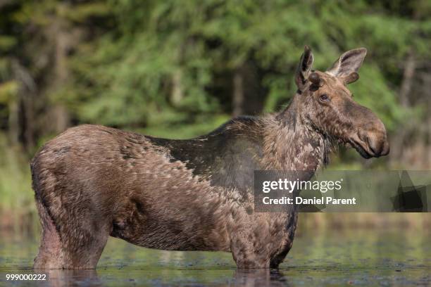 a young bull... - daniel elk stock pictures, royalty-free photos & images