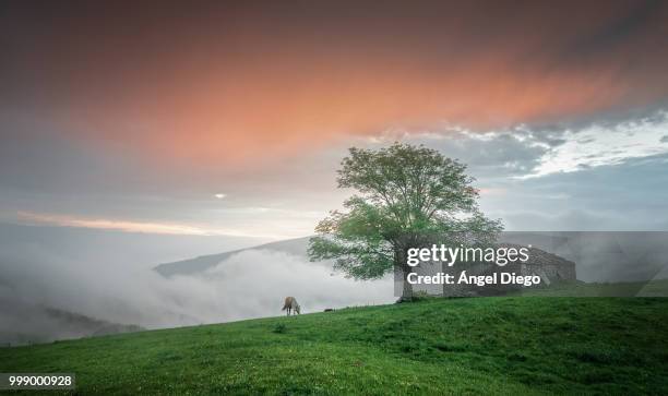 pastando al atardecer. - atardecer stock pictures, royalty-free photos & images