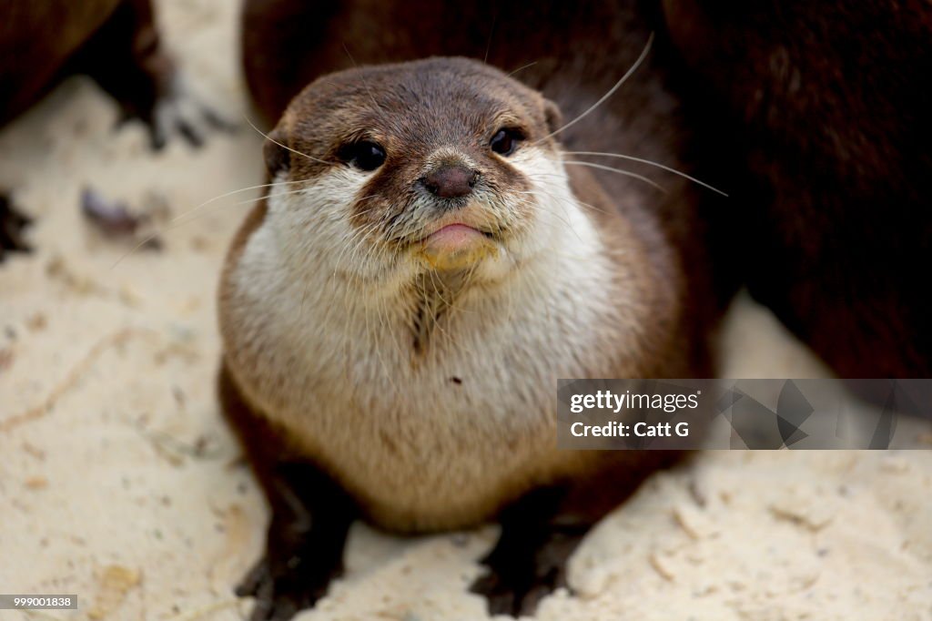 Asian small-clawed otter
