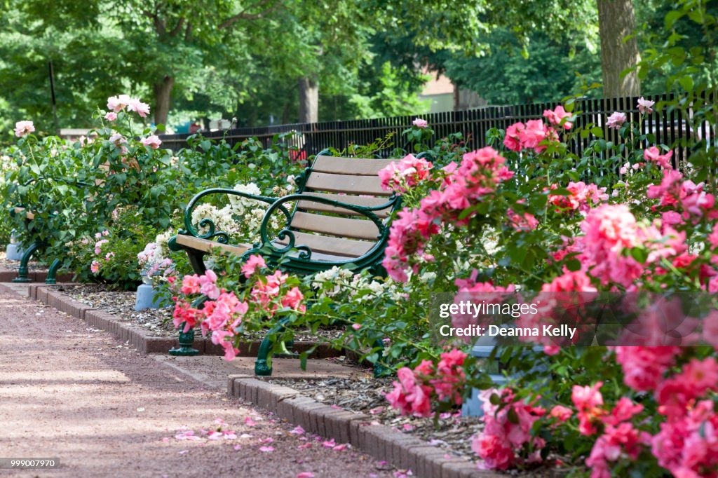 Bench Surrounded by Roses Along Walking Path at Merrick Rose Garden