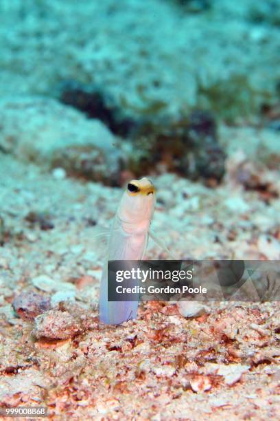 jawfish rising - trimma okinawae stock pictures, royalty-free photos & images
