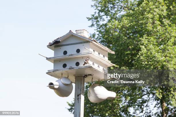 big white birdhouse with bird at merrick rose garden - antique rose stock pictures, royalty-free photos & images