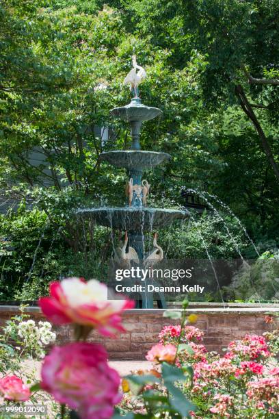 spectacular historic waterfall fountain with spouting geese at merrick rose garden - antique rose stock pictures, royalty-free photos & images