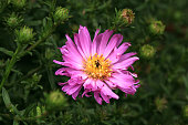 Autumn greeting from the Bresserhof , Aster dumosus,