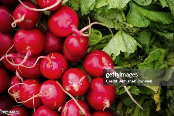 red turnip - abhishek stock-fotos und bilder