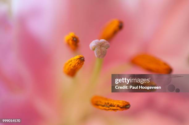 flower stems - hoogeveen fotografías e imágenes de stock