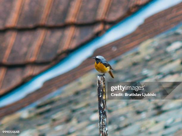 common redstart - redstart stock pictures, royalty-free photos & images