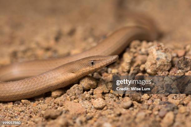 burton's legless lizard (lialis burtonis) - squamata stock pictures, royalty-free photos & images