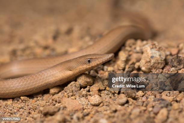 burton's legless lizard (lialis burtonis) - squamata - fotografias e filmes do acervo