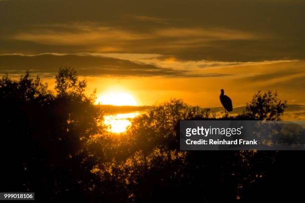 stork in sunset/storch im sonnenuntergang - sonnenuntergang foto e immagini stock