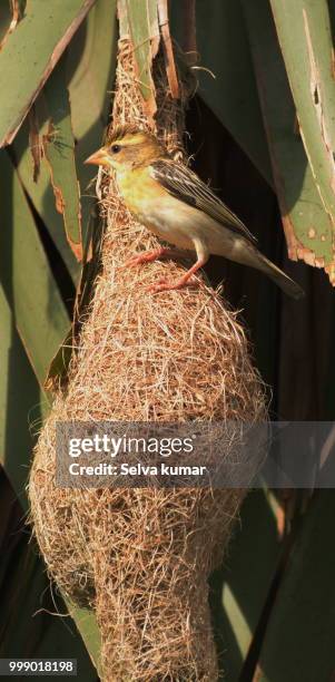 baya weaver with nest - selva stock pictures, royalty-free photos & images