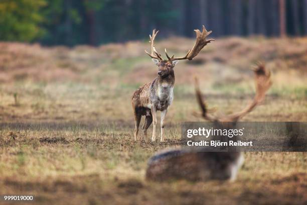 Deer Rucking 6,219 Rutting Season Stock Photos, High-Res Pictures, and Images ...