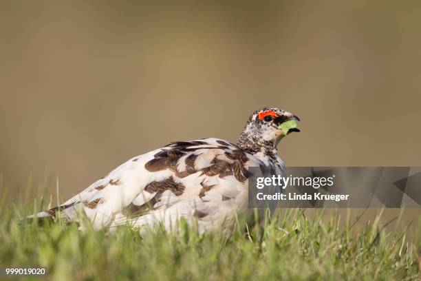 rock ptarmigan - ptarmigan stock pictures, royalty-free photos & images