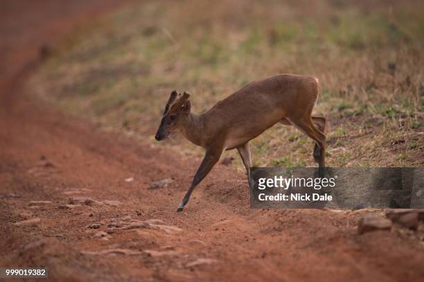 barking deer crossing dirt track in shade - deer crossing stock pictures, royalty-free photos & images