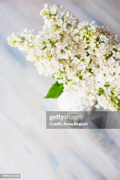 spring concept with white lilac flowers - white lilac stock pictures, royalty-free photos & images