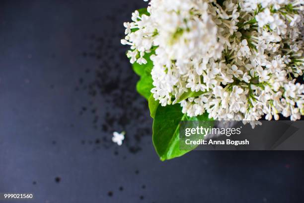 spring concept with white lilac flowers - white lilac stock pictures, royalty-free photos & images