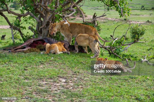 wilde afrikaanse leeuwin en welpen eten vers dode gnoe bij wild - animal internal organ stockfoto's en -beelden