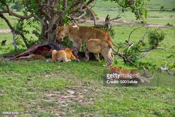 wild african lioness and cubs eating freshly dead wildebeest at wild - 1001slide stock pictures, royalty-free photos & images