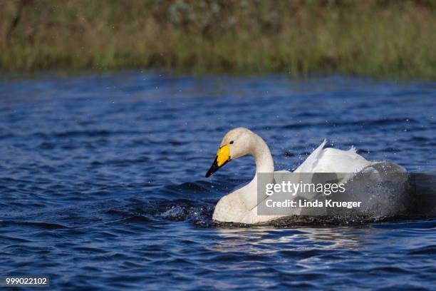 whooper swan - whooper swan stock-fotos und bilder