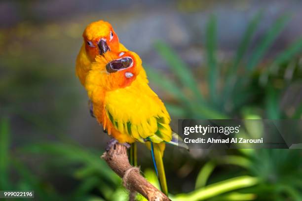 friendship - sun conure stock pictures, royalty-free photos & images