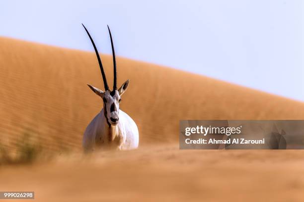 arabian oryx - oryx stock pictures, royalty-free photos & images