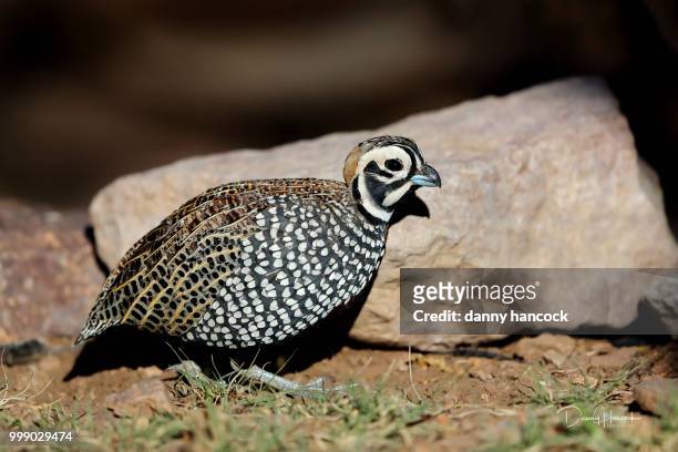 montezuma quail (male) - hancock stock pictures, royalty-free photos & images