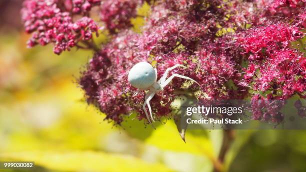 the white crab spider... - spider crab stock pictures, royalty-free photos & images