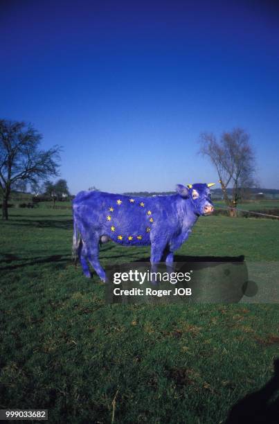 Drapeau de la communauté européenne sur une vache en février 1989 en Belgique.