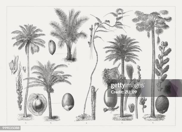 varios palm trees, wood engravings, published around 1895 - sweet flag or calamus (acorus calamus) stock illustrations