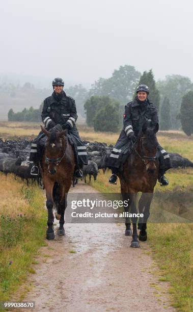 Police Commissioners Konstanze Brinckmann on her horse Karl and Sonja Bosse on her horse Geronimo riding through the heath landscape in the...