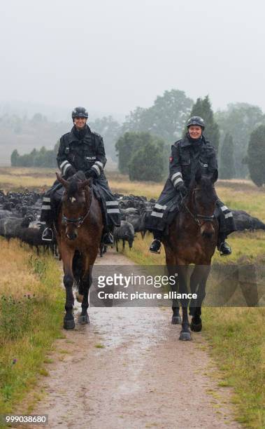Police Commissioners Konstanze Brinckmann on her horse Karl and Sonja Bosse on her horse Geronimo riding through the heath landscape in the...