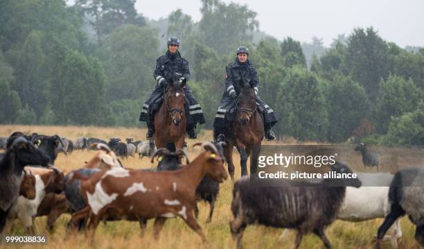 Police Commissioners Konstanze Brinckmann on her horse Karl and Sonja Bosse on her horse Geronimo riding through the heath landscape in the...