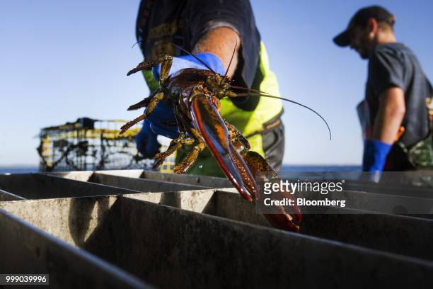 Fisherman moves a lobster to a holding tank on a boat off the coast of Plymouth, Massachusetts, U.S., on Tuesday, July 10, 2018. The proposed...