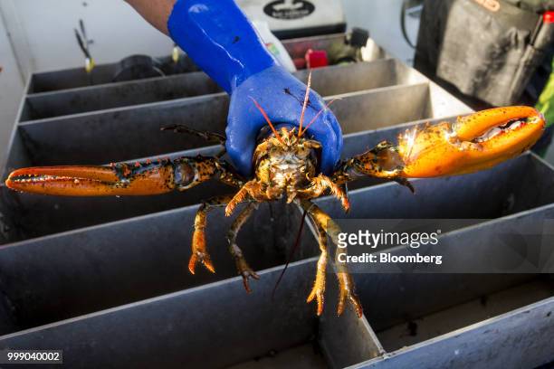 Fisherman displays a lobster for photograph on a boat off the coast of Plymouth, Massachusetts, U.S., on Tuesday, July 10, 2018. The proposed...
