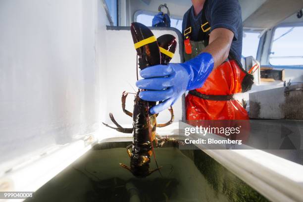 Fisherman moves a lobster to a holding tank on a boat off the coast of Plymouth, Massachusetts, U.S., on Tuesday, July 10, 2018. The proposed...