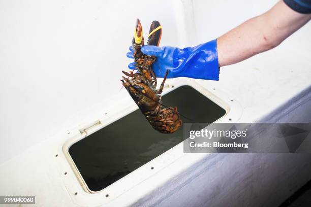 Fisherman moves a lobster to a holding tank on a boat off the coast of Plymouth, Massachusetts, U.S., on Tuesday, July 10, 2018. The proposed...