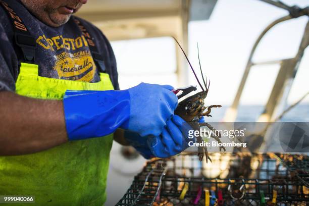 Fisherman measures a lobster on a boat off the coast of Plymouth, Massachusetts, U.S., on Tuesday, July 10, 2018. The proposed tariffs between the...