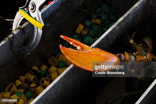 Lobster sits on a boat off the coast of Plymouth, Massachusetts, U.S., on Tuesday, July 10, 2018. The proposed tariffs between the U.S. And the...