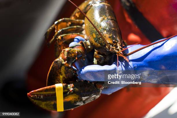 Fisherman displays a lobster for photograph on a boat off the coast of Plymouth, Massachusetts, U.S., on Tuesday, July 10, 2018. The proposed...