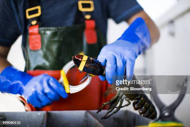 Fisherman places rubber bands on lobster claws on a boat off the coast of Plymouth, Massachusetts, U.S., on Tuesday, July 10, 2018. The proposed...