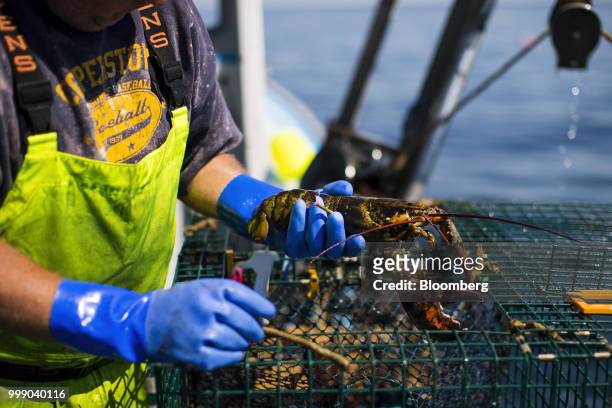 Fisherman inspects the catch in a steel lobster trap on a boat off the coast of Plymouth, Massachusetts, U.S., on Tuesday, July 10, 2018. The...
