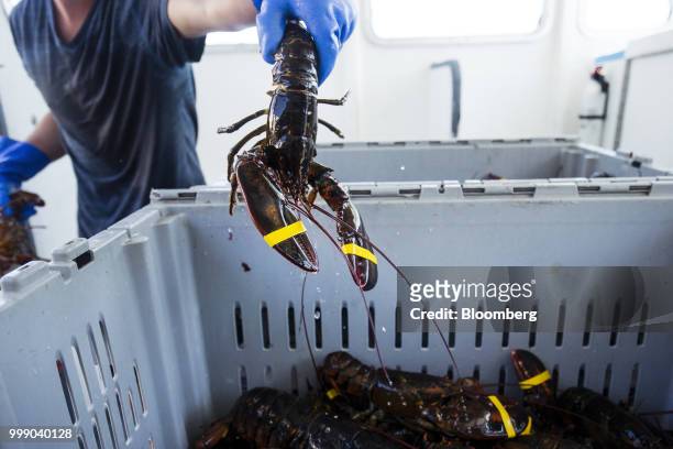 Fisherman packs lobsters into a container on a boat off the coast of Plymouth, Massachusetts, U.S., on Tuesday, July 10, 2018. The proposed...