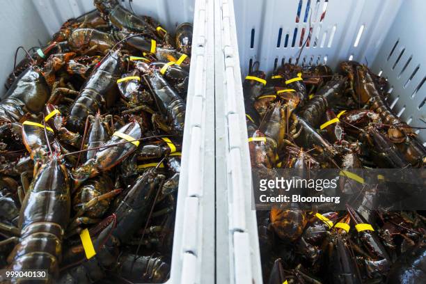 Lobsters sit in a container on a boat off the coast of Plymouth, Massachusetts, U.S., on Tuesday, July 10, 2018. The proposed tariffs between the...