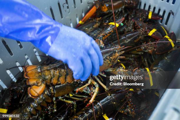 Fisherman packs lobsters into a container on a boat off the coast of Plymouth, Massachusetts, U.S., on Tuesday, July 10, 2018. The proposed...