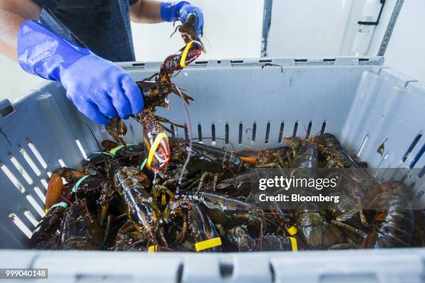 Fisherman packs lobsters into a container on a boat off the coast of Plymouth, Massachusetts, U.S., on Tuesday, July 10, 2018. The proposed...