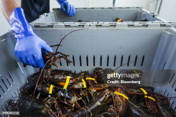 Fisherman packs lobsters into a container on a boat off the coast of Plymouth, Massachusetts, U.S., on Tuesday, July 10, 2018. The proposed...