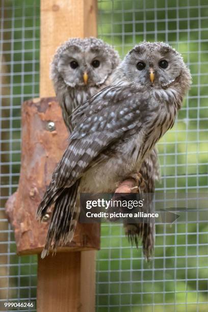 July 2018, Erbendorf, Germany: Ural owls recline inside a cage. The ural owl will hopefully find a new home in the Upper Palatinate Stein forest - a...